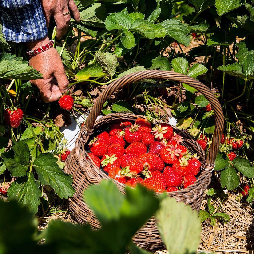 Beller Hof | Top Tipps für Pfingsten in Köln | Mr. Köln | Foto: Beller Hof